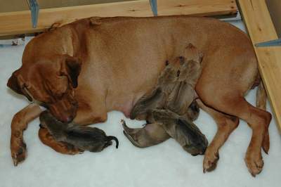 Phoenix's Puppies at a Few Hours Old